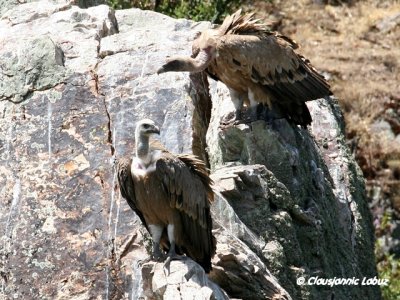 Griffon Vulture / Gåsegrib