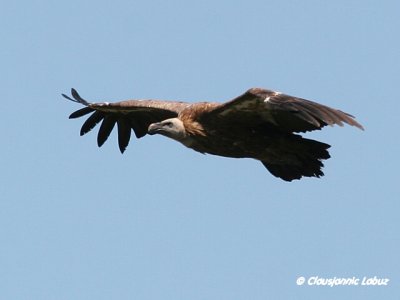 Griffon Vulture / Gåsegrib