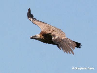 Griffon Vulture / Gåsegrib