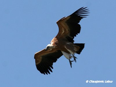 Griffon Vulture / Gåsegrib