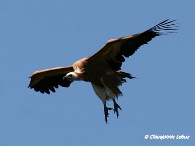 Griffon Vulture / Gåsegrib