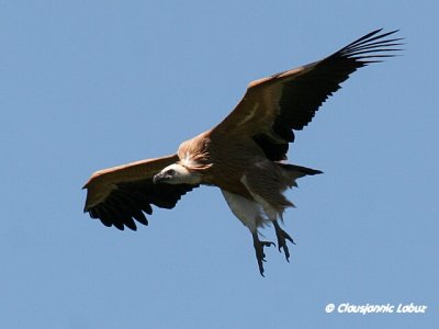 Griffon Vulture / Gåsegrib