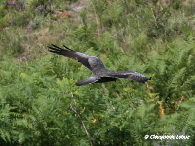 Montagu's Harrier / Hedehøg