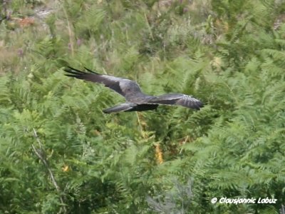 Montagu's Harrier / Hedehøg