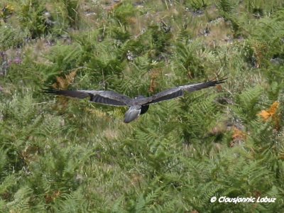 Montagu's Harrier / Hedehøg