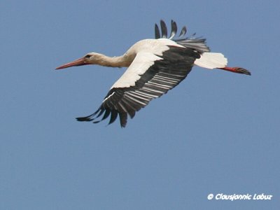 White Stork / Hvid stork