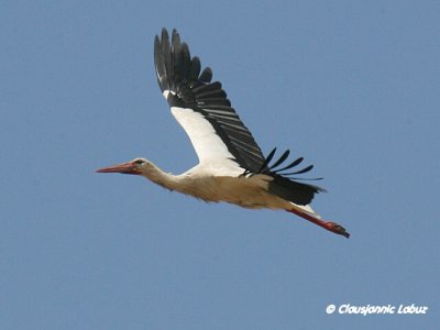 White Stork / Hvid stork