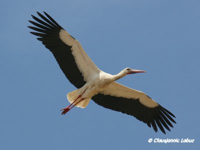 White Stork / Hvid stork