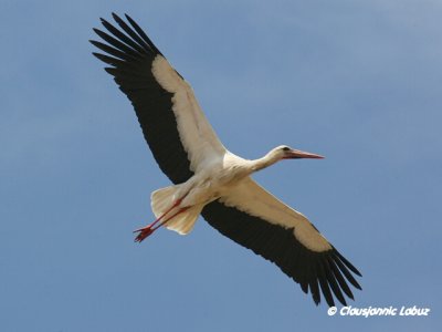 White Stork / Hvid stork