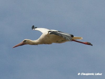 White Stork / Hvid stork