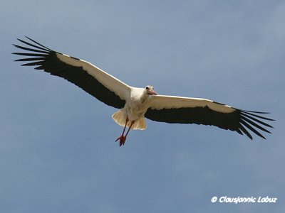 White Stork / Hvid stork