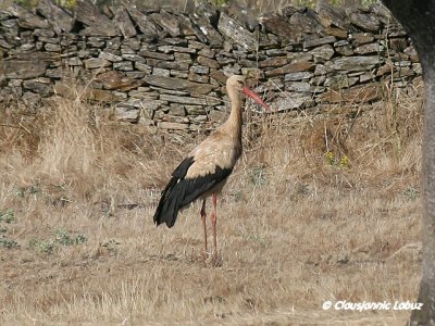 White Stork / Hvid stork