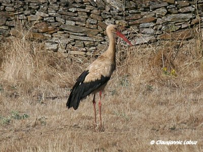 White Stork / Hvid stork