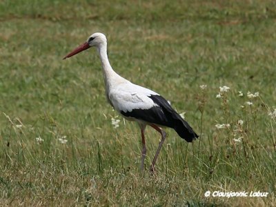 White Stork / Hvid stork