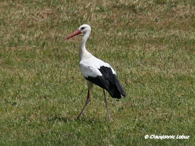 White Stork / Hvid stork