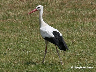 White Stork / Hvid stork