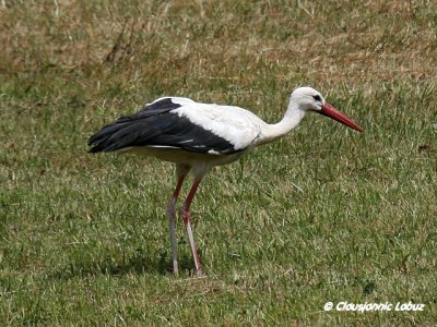 White Stork / Hvid stork