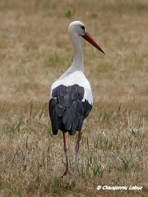 White Stork / Hvid stork