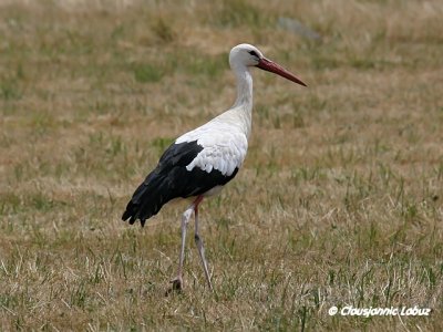 White Stork / Hvid stork