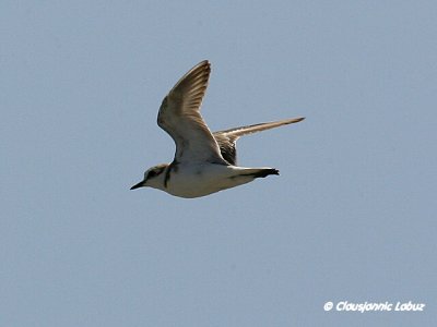 Kentish Plover / Hvidbrystet præstekrave