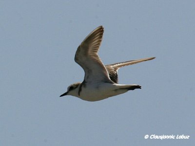 Kentish Plover / Hvidbrystet præstekrave