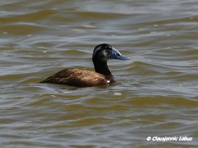 White-headed Duck / Hvidhovedet and - Cabo de Gat