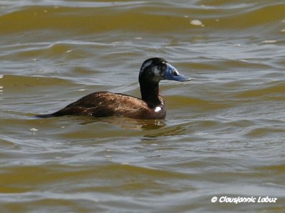 White-headed Duck / Hvidhovedet and - Cabo de Gat