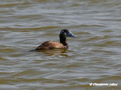 White-headed Duck / Hvidhovedet and - Cabo de Gat