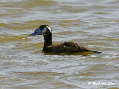 White-headed Duck / Hvidhovedet and - Cabo de Gat