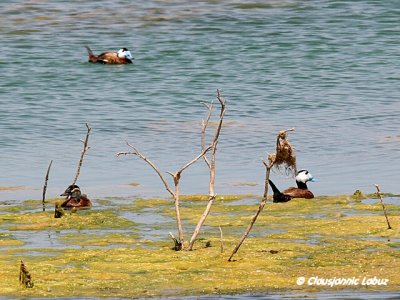 White-headed Duck / Hvidhovedet and - Cabo de Gat
