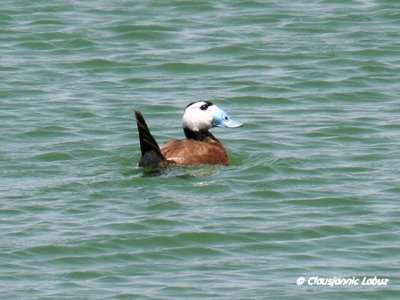 White-headed Duck / Hvidhovedet and - Cabo de Gat