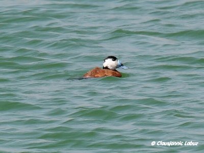 White-headed Duck / Hvidhovedet and - Cabo de Gat