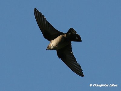 Eurasian Crag Martin / Klippesvale