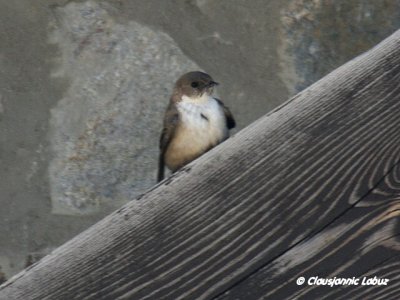Eurasian Crag Martin / Klippesvale