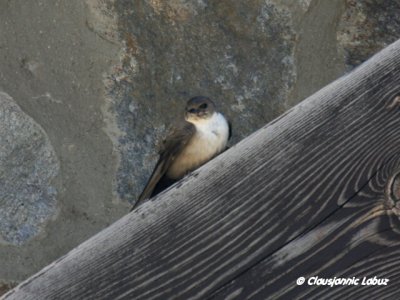 Eurasian Crag Martin / Klippesvale