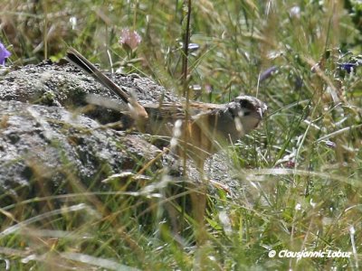 Rock Bunting / Klippeværling