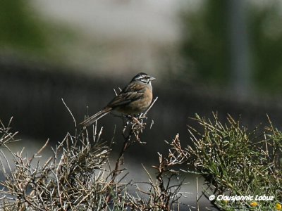 Rock Bunting / Klippeværling