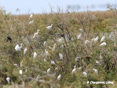Cattle Egret and Glossy Ibis / Kohejre og Silkehejre - Coto Doñana