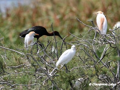 Cattle Egret and Glossy Ibis / Kohejre og Silkehejre - Coto Doñana