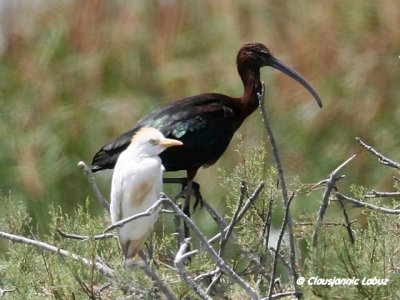 Cattle Egret and Glossy Ibis / Kohejre og Silkehejre - Coto Doñana