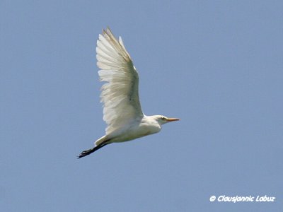 Cattle Egret / Kohejre