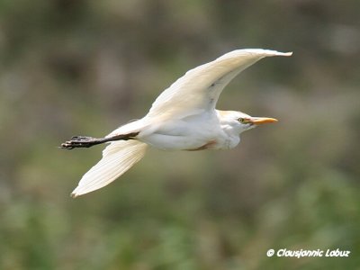 Cattle Egret / Kohejre