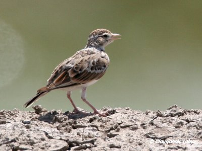 Short-toed Lark / Korttået lærke - Coto Doñana