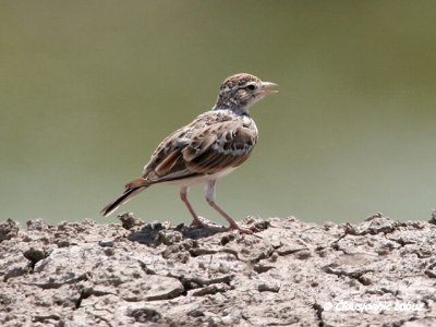 Short-toed Lark / Korttået lærke - Coto Doñana