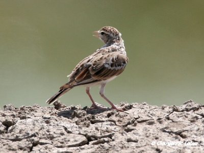 Short-toed Lark / Korttået lærke - Coto Doñana