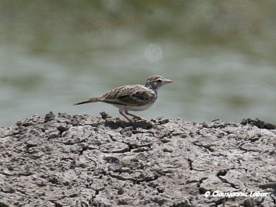 Short-toed Lark / Korttået lærke - Coto Doñana