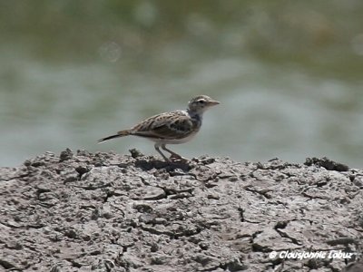 Short-toed Lark / Korttået lærke - Coto Doñana