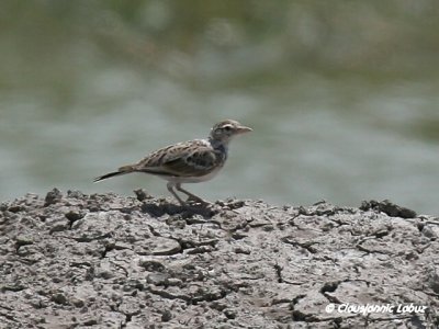 Short-toed Lark / Korttået lærke - Coto Doñana