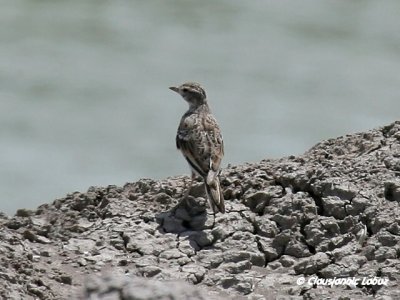 Short-toed Lark / Korttået lærke - Coto Doñana