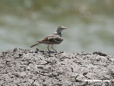 Short-toed Lark / Korttået lærke - Coto Doñana
